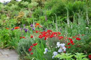 Plant Combinations, Flowerbeds Ideas, Spring Borders, Summer Borders, Allium Purple Sensation,Papaver commutatum, bearded Iris, Lychnis coronaria, Digitalis purpurea Pam's Choice, Angelica archangelica