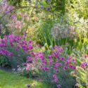 Spring Combination Ideas, Plant Combinations, Flowerbeds Ideas, Spring Borders, Summer Borders, Pink Border, Erysimum 'Bowles' Mauve', Wallflower, Dianthus Laced Monarch, Pink Laced Monarch, Allium Fistulosum, Salvia Caradonna,