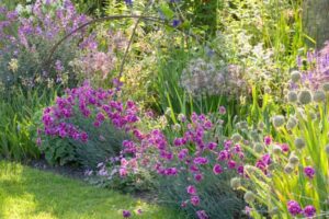Spring Combination Ideas, Plant Combinations, Flowerbeds Ideas, Spring Borders, Summer Borders, Pink Border, Erysimum 'Bowles' Mauve', Wallflower, Dianthus Laced Monarch, Pink Laced Monarch, Allium Fistulosum, Salvia Caradonna,