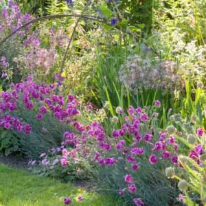 Spring Combination Ideas, Plant Combinations, Flowerbeds Ideas, Spring Borders, Summer Borders, Pink Border, Erysimum 'Bowles' Mauve', Wallflower, Dianthus Laced Monarch, Pink Laced Monarch, Allium Fistulosum, Salvia Caradonna,