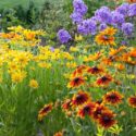 Garden Ideas, Border ideas, Perennial Planting, Perennial combination, Rudbeckia Hirta, Black Eyed Susan, Garden Phlox, Rudbeckia Prairie Sun, Rudbeckia Cherokee Sunset, Phlox Paniculata Blue Paradise, Phlox Blue Paradise