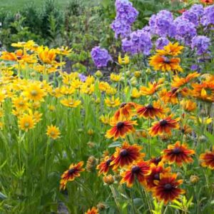 Garden Ideas, Border ideas, Perennial Planting, Perennial combination, Rudbeckia Hirta, Black Eyed Susan, Garden Phlox, Rudbeckia Prairie Sun, Rudbeckia Cherokee Sunset, Phlox Paniculata Blue Paradise, Phlox Blue Paradise