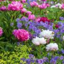 Spring Combination Ideas, Plant Combinations, Flowerbeds Ideas, Spring Borders, Summer Borders, Lady's Mantle, Alchemilla Mollis, Peonies, Paeonia Lactiflora, Geranium magnificum