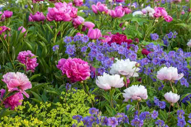 Spring Combination Ideas, Plant Combinations, Flowerbeds Ideas, Spring Borders, Summer Borders, Lady's Mantle, Alchemilla Mollis, Peonies, Paeonia Lactiflora, Geranium magnificum