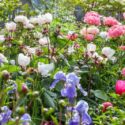 Spring Combination Ideas, Plant Combinations, Flowerbeds Ideas, Spring Borders, Summer Borders, Peonies, Paeonia Lactiflora, Peony Coral Charm, Peony Miss America, Bearded irises, Iris Cloud Ballet, Iris Above the Clouds