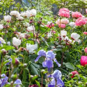 Spring Combination Ideas, Plant Combinations, Flowerbeds Ideas, Spring Borders, Summer Borders, Peonies, Paeonia Lactiflora, Peony Coral Charm, Peony Miss America, Bearded irises, Iris Cloud Ballet, Iris Above the Clouds