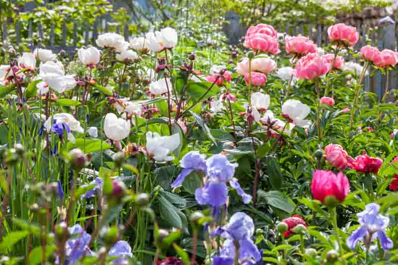 Spring Combination Ideas, Plant Combinations, Flowerbeds Ideas, Spring Borders, Summer Borders, Peonies, Paeonia Lactiflora, Peony Coral Charm, Peony Miss America, Bearded irises, Iris Cloud Ballet, Iris Above the Clouds