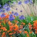 Garden Ideas, Border ideas, Perennial Planting, Perennial combination, Summer Borders, Fall Border, Crocosmia Lucifer, Montbretia Lucifer, Agapanthus Loch Hope, Crocosmia Bright Eyes, Chionochloa rubra,Red Tussock Grass