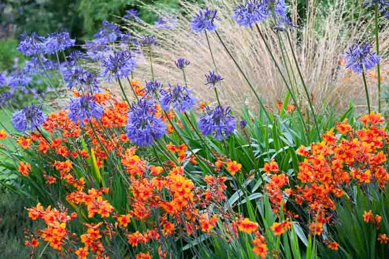 Garden Ideas, Border ideas, Perennial Planting, Perennial combination, Summer Borders, Fall Border, Crocosmia Lucifer, Montbretia Lucifer, Agapanthus Loch Hope, Crocosmia Bright Eyes, Chionochloa rubra,Red Tussock Grass
