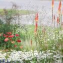 Summer Borders, Fall Borders, Garden Ideas, Border ideas, Perennial Planting, Perennial combination, Achillea millefolium 'Red Velvet', Stipa tenuissima, Foeniculum, Leucanthemum, Kniphofia, shasta daisy
