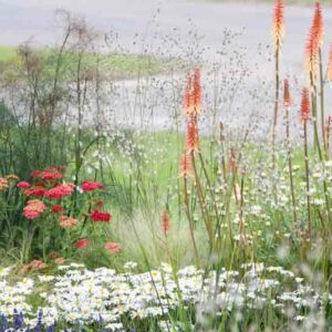 Summer Borders, Fall Borders, Garden Ideas, Border ideas, Perennial Planting, Perennial combination, Achillea millefolium 'Red Velvet', Stipa tenuissima, Foeniculum, Leucanthemum, Kniphofia, shasta daisy