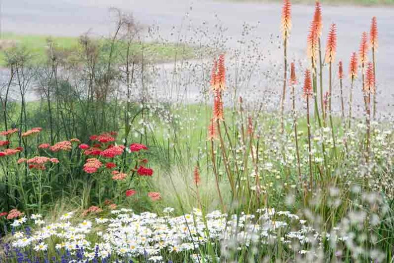 Summer Borders, Fall Borders, Garden Ideas, Border ideas, Perennial Planting, Perennial combination, Achillea millefolium 'Red Velvet', Stipa tenuissima, Foeniculum, Leucanthemum, Kniphofia, shasta daisy