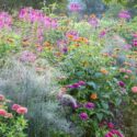 Garden Ideas, Border ideas, Perennial Planting, Perennial combination, Summer Border, Pennisetum villosum, Tithonia rotundifolia, Zinnia elegans, Foeniculum vulgare, Cleome spinosa