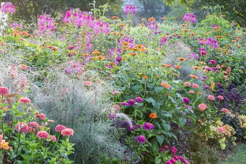 Garden Ideas, Border ideas, Perennial Planting, Perennial combination, Summer Border, Pennisetum villosum, Tithonia rotundifolia, Zinnia elegans, Foeniculum vulgare, Cleome spinosa