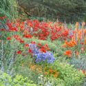 Garden Ideas, Border ideas, Perennial Planting, Perennial combination, Summer Borders, Fall Border, Crocosmia Lucifer, Montbretia Lucifer, Asclepias tuberosa, Perovskia Blue Spire, Agapanthus, Kniphofia Alcazar, Lychnis coronaria 'Alba'