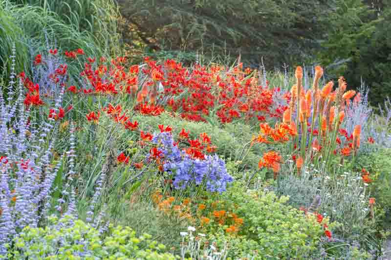 Garden Ideas, Border ideas, Perennial Planting, Perennial combination, Summer Borders, Fall Border, Crocosmia Lucifer, Montbretia Lucifer, Asclepias tuberosa, Perovskia Blue Spire, Agapanthus, Kniphofia Alcazar, Lychnis coronaria 'Alba'