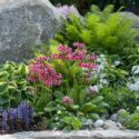 Garden Ideas, Border ideas, Perennial Planting, Perennial combination, Spring Borders, Summer Borders, Bog Gardens, Shade gardens, Candelabra primroses, Candelabra Primulas, Ostrich Fern, Phlox divaricata, Primula japonica, Ajuga