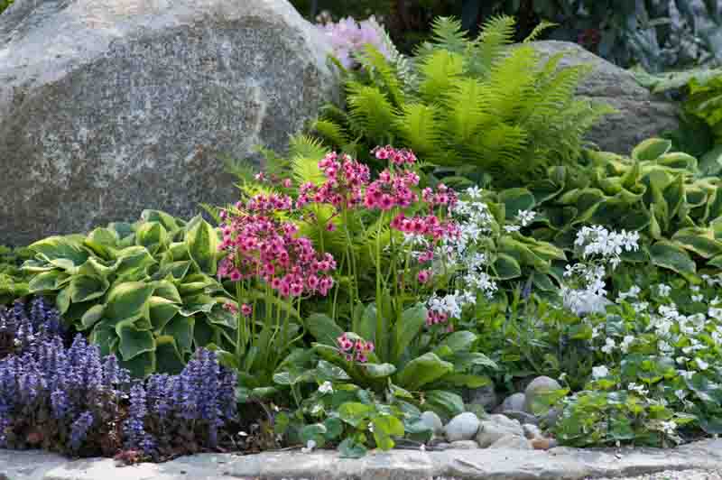 Garden Ideas, Border ideas, Perennial Planting, Perennial combination, Spring Borders, Summer Borders, Bog Gardens, Shade gardens, Candelabra primroses, Candelabra Primulas, Ostrich Fern, Phlox divaricata, Primula japonica, Ajuga