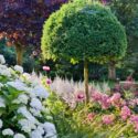 Garden Ideas, Landscaping ideas, Plant Combinations, Summer Borders, Fall Borders, Hydrangea arborescens Annabelle, Rose Ballerina, Plum Tree, Prunus cerasifera, Heuchera 'Plum Royale', Coral Bells,Astilbe 'Deutschland', Astilbe japonica