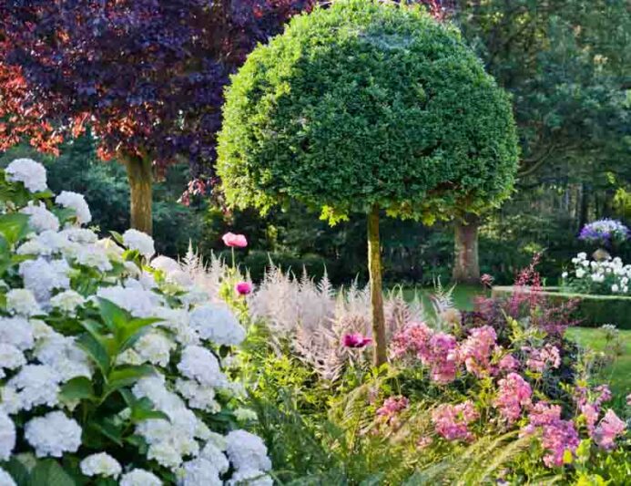 Garden Ideas, Landscaping ideas, Plant Combinations, Summer Borders, Fall Borders, Hydrangea arborescens Annabelle, Rose Ballerina, Plum Tree, Prunus cerasifera, Heuchera 'Plum Royale', Coral Bells,Astilbe 'Deutschland', Astilbe japonica
