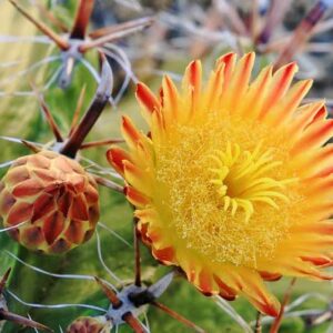 Twisted Barrel Cactus, Barrel Cactus, Cactus Flower, Ferocactus herrerae