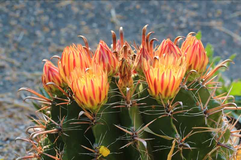 Twisted Barrel Cactus, Barrel Cactus, Cactus Flower, Ferocactus herrerae