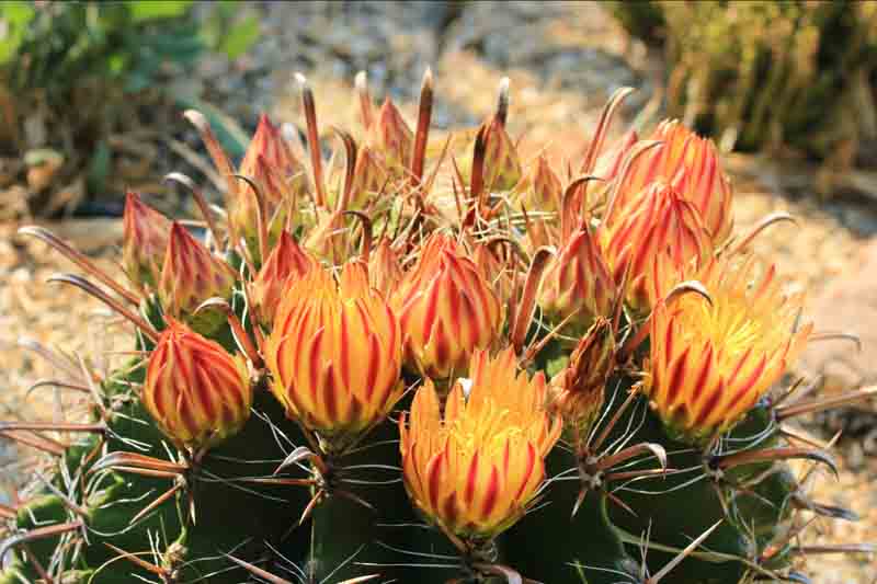 Twisted Barrel Cactus, Barrel Cactus, Cactus Flower, Ferocactus herrerae