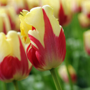 Tulip Texas Flame, Texas FlameTulip, Parrot Tulips, Yellow Tulips, Red Tulips