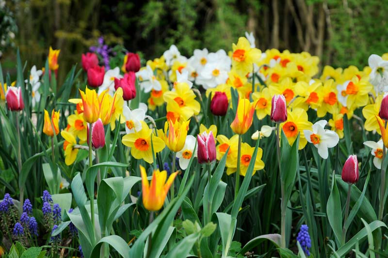 Daffodil, Daffodils, Daffodil Flower, Daffodil Bulbs, Spring Flowers