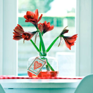 Amaryllis Ferrari, Red Amaryllis, Amaryllis Flower, Amaryllis Flowers
