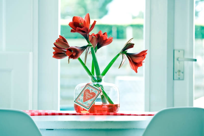 Amaryllis Ferrari, Red Amaryllis, Amaryllis Flower, Amaryllis Flowers