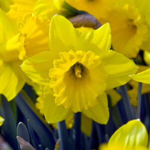 Daffodil Marieke, Trumpet Daffodil, Yellow Daffodil