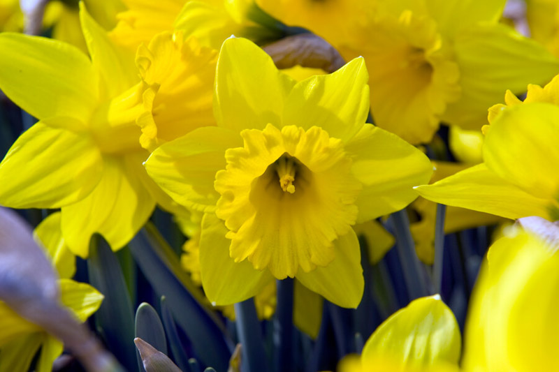 Daffodil Marieke, Trumpet Daffodil, Yellow Daffodil
