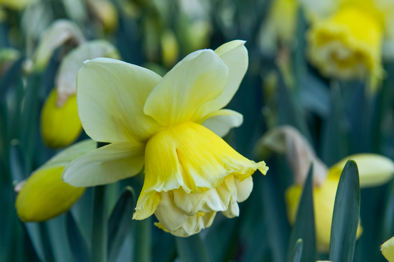 Daffodil Art Design, Double Daffodil, Yellow Daffodil, Narcissus Art Design