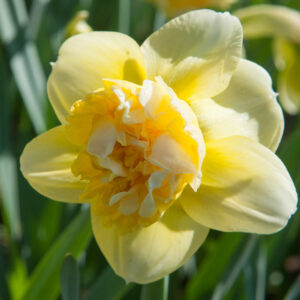 Daffodil Art Design, Double Daffodil, Yellow Daffodil, Narcissus Art Design
