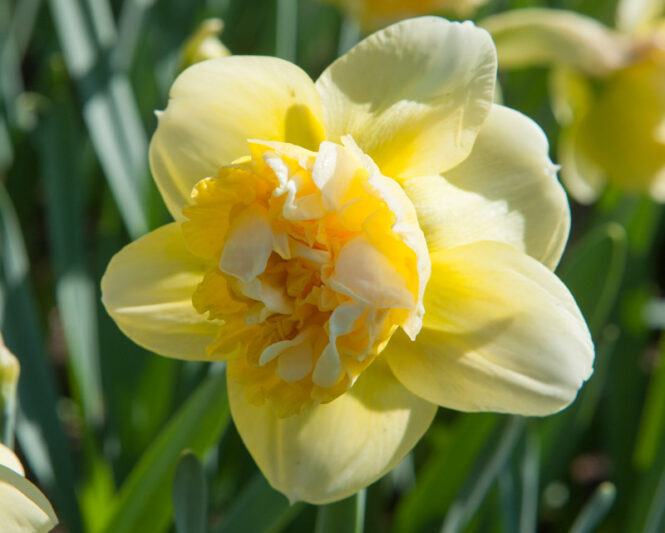 Daffodil Art Design, Double Daffodil, Yellow Daffodil, Narcissus Art Design