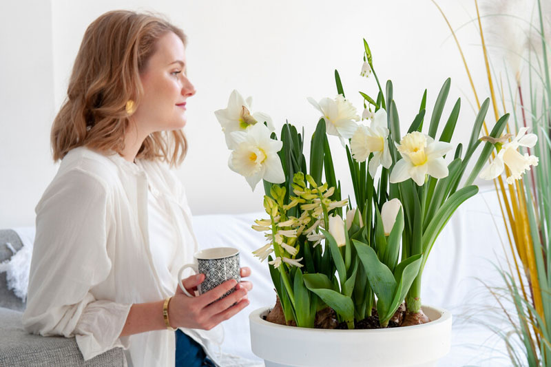 Daffodil, Daffodils, Daffodil Flower, Daffodil Bulbs, Spring Flowers