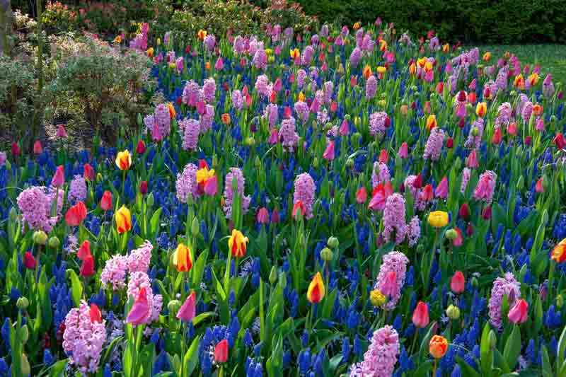 Tulips, Hyacinth, Grape Hyacinth, Spring Garden, Spring Bulbs