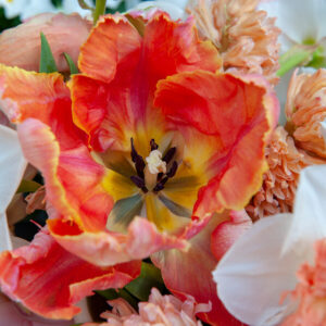 Tulip Salmon Parrot, Salmon Parrot Tulip, Parrot Tulips, Yellow Tulips, Orange Tulips