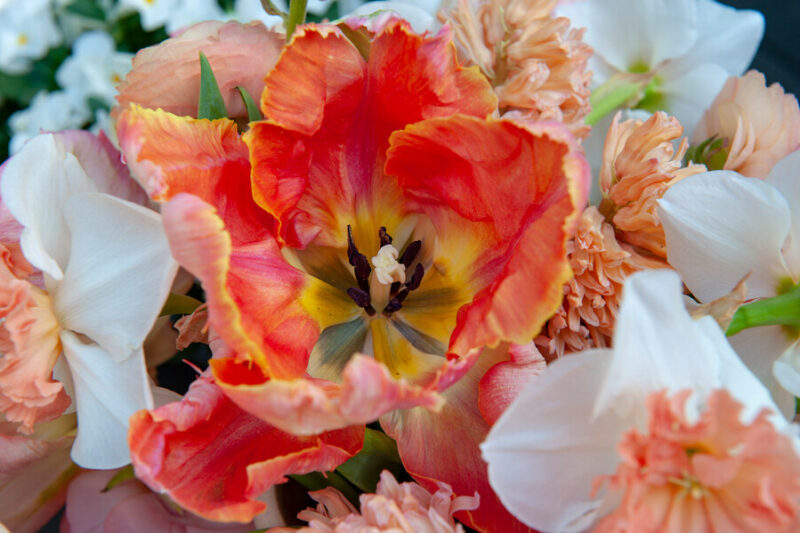 Tulip Salmon Parrot, Salmon Parrot Tulip, Parrot Tulips, Yellow Tulips, Orange Tulips