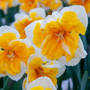 Daffodil Orangery, Split Corona Daffodil, Butterfly Daffodil, Orange Daffodil