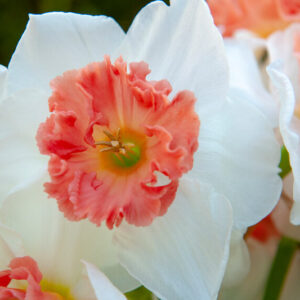 Daffodil Precocious, Precocious Daffodil, Large Cupped Daffodil, Orange Daffodil, Pink Daffodil