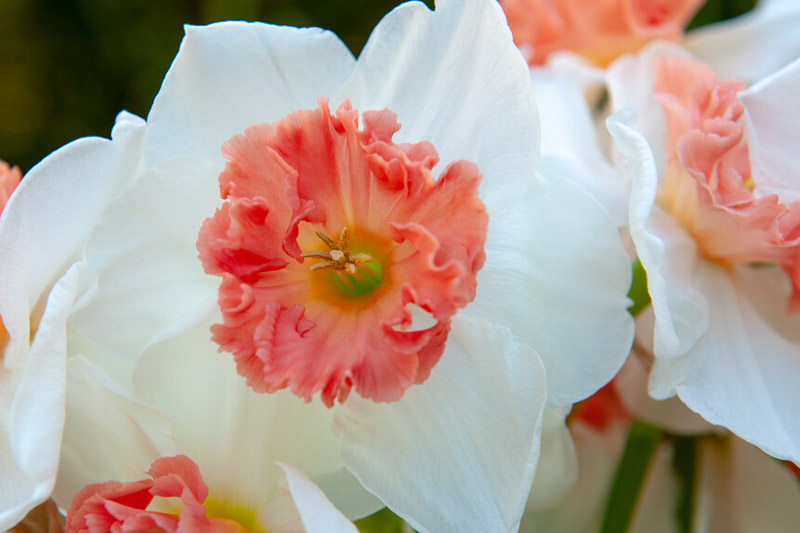 Daffodil Precocious, Precocious Daffodil, Large Cupped Daffodil, Orange Daffodil, Pink Daffodil
