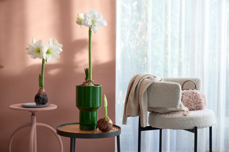 Amaryllis Care, Amaryllis Flower, Amaryllis
