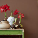 Amaryllis Care, Amaryllis Flower, Amaryllis