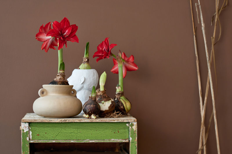 Amaryllis Care, Amaryllis Flower, Amaryllis