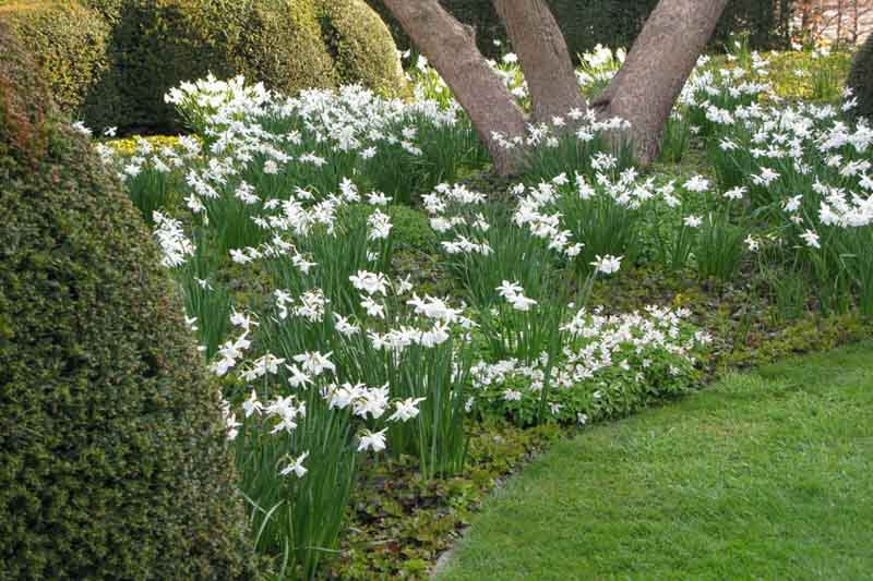 Daffodil, Daffodils, Daffodil Flower, Daffodil Bulbs, Spring Flowers