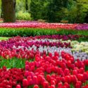 Tulips, Tulip, Tulip Flowers, Tulip Bouquet,