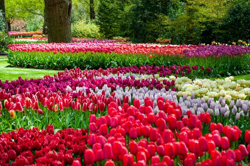 Tulips, Tulip, Tulip Flowers, Tulip Bouquet,