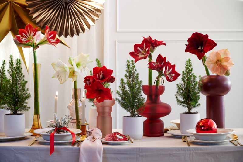 Amaryllis, Amaryllis Flower, Christmas Amaryllis, Red Amaryllis